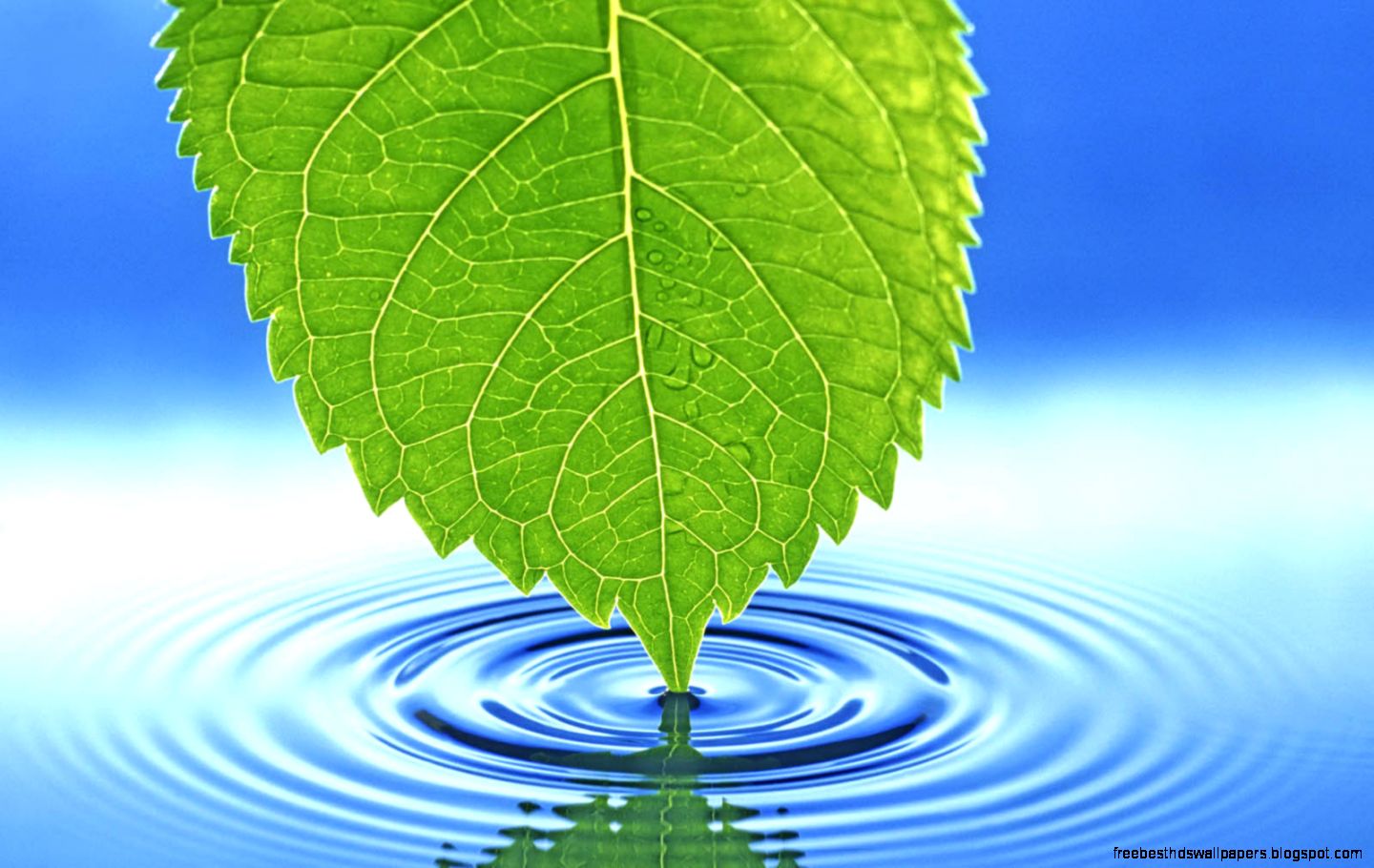 Green Leaf Green Leaf