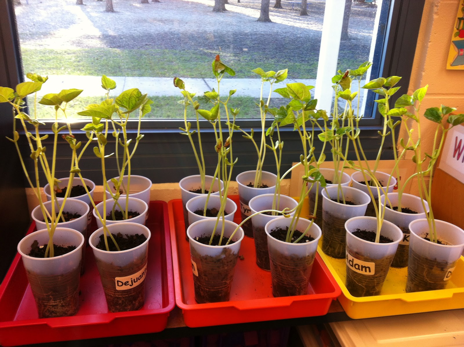 Mrs. Doiron's Kindergarten Class Our Bean Plants