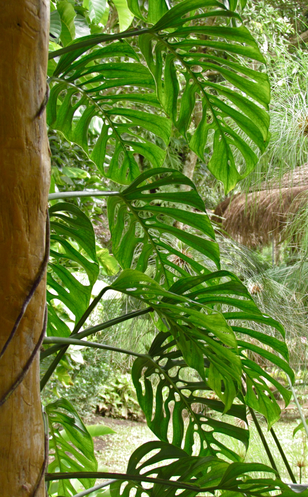 1784: Monstera