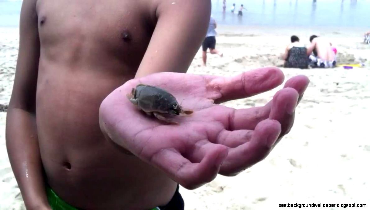 Adult female sand crab found at Huntington Beach YouTube Adult female sand crab found at Huntington Beach YouTube
