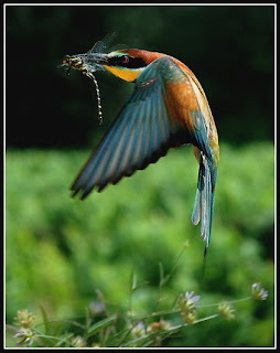 gambar burung cantik