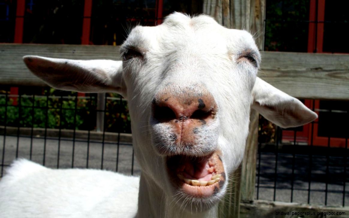 Funny Goat 20 Funny Goat 20