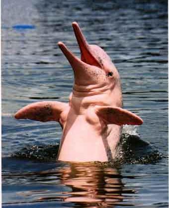 Orejas kinderohrclips delgada delfín rosa flor