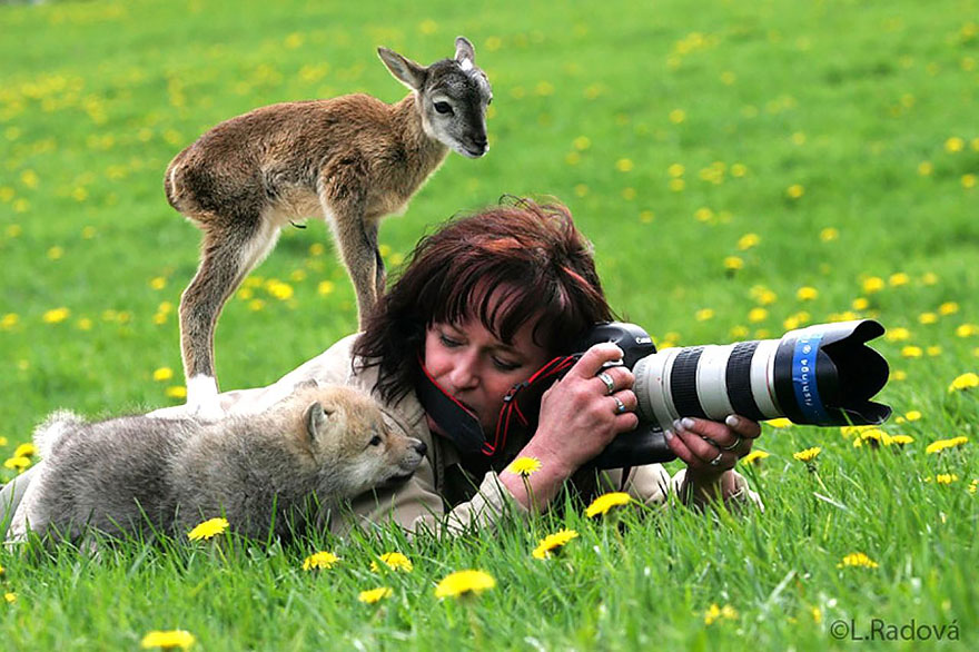 White Wolf : The Most Unexpected Moments: Wild Animals That Want To Be  Wildlife Photographers