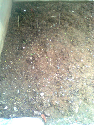 Kuşkonmaz Üretimi ve Faydaları: Kendi Bahçemden