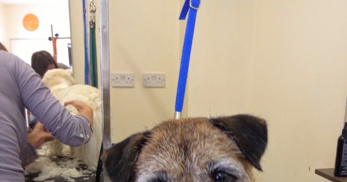 Alpoochino Dog Grooming Hand Strip Border Terrier