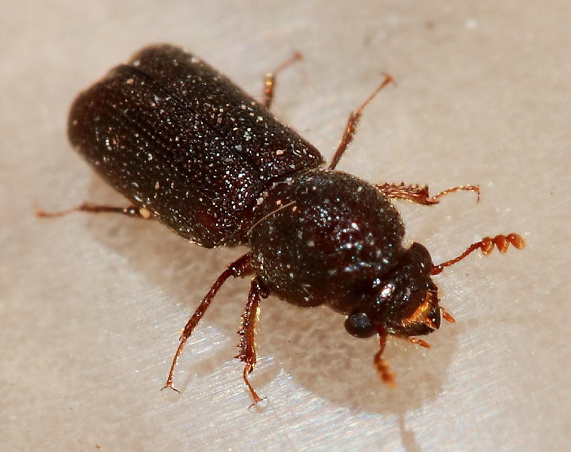 Confused Flour Beetle Insects World