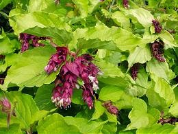 Leycesteria Stock Photos Leycesteria Stock Images Alamy