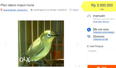 HARGA DAN KELEBIHAN PLECI DAKUN MAPUT MURIA (KUDUS) - JATENG ~ HOBI