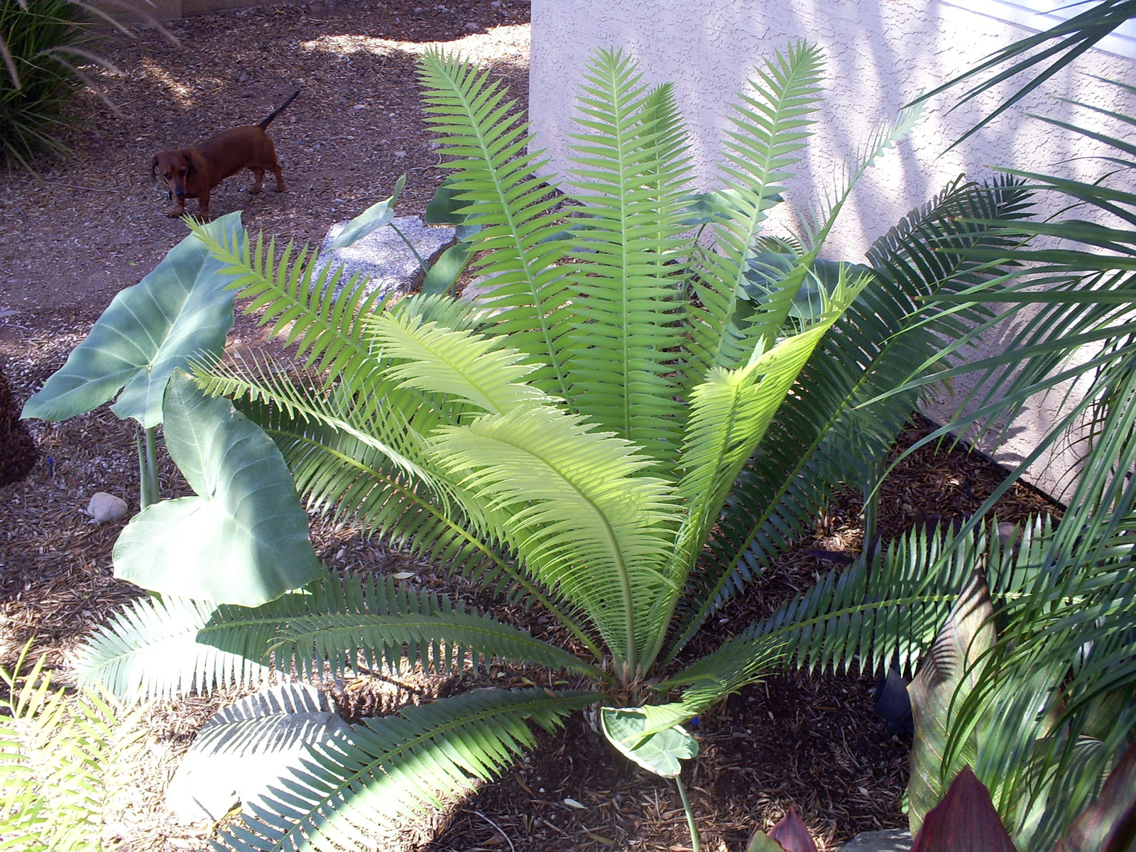 Brad's Tropical Paradise Dioon spinulosum cycad in Phoenix, Arizona