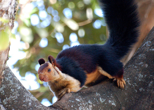 Squirrel Types