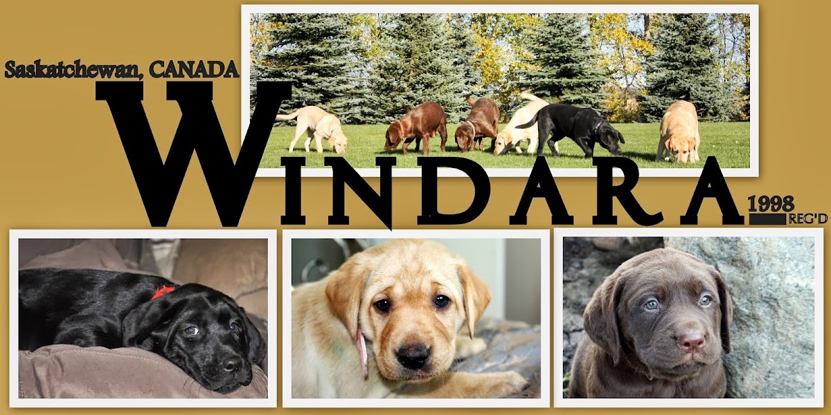 Windara Labrador Retrievers