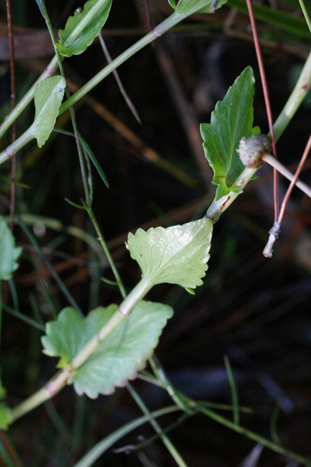 Native Florida Wildflowers Blueflower Eryngo Eryngium integrifolium