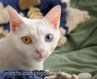 heterochromia animal