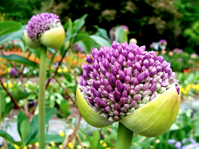 Allium Buds About to Bloom ~ Photo by ChatterBlossom