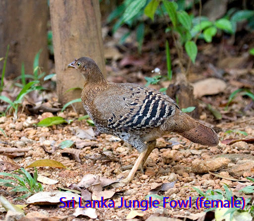 Sri Lanka Spurfowl