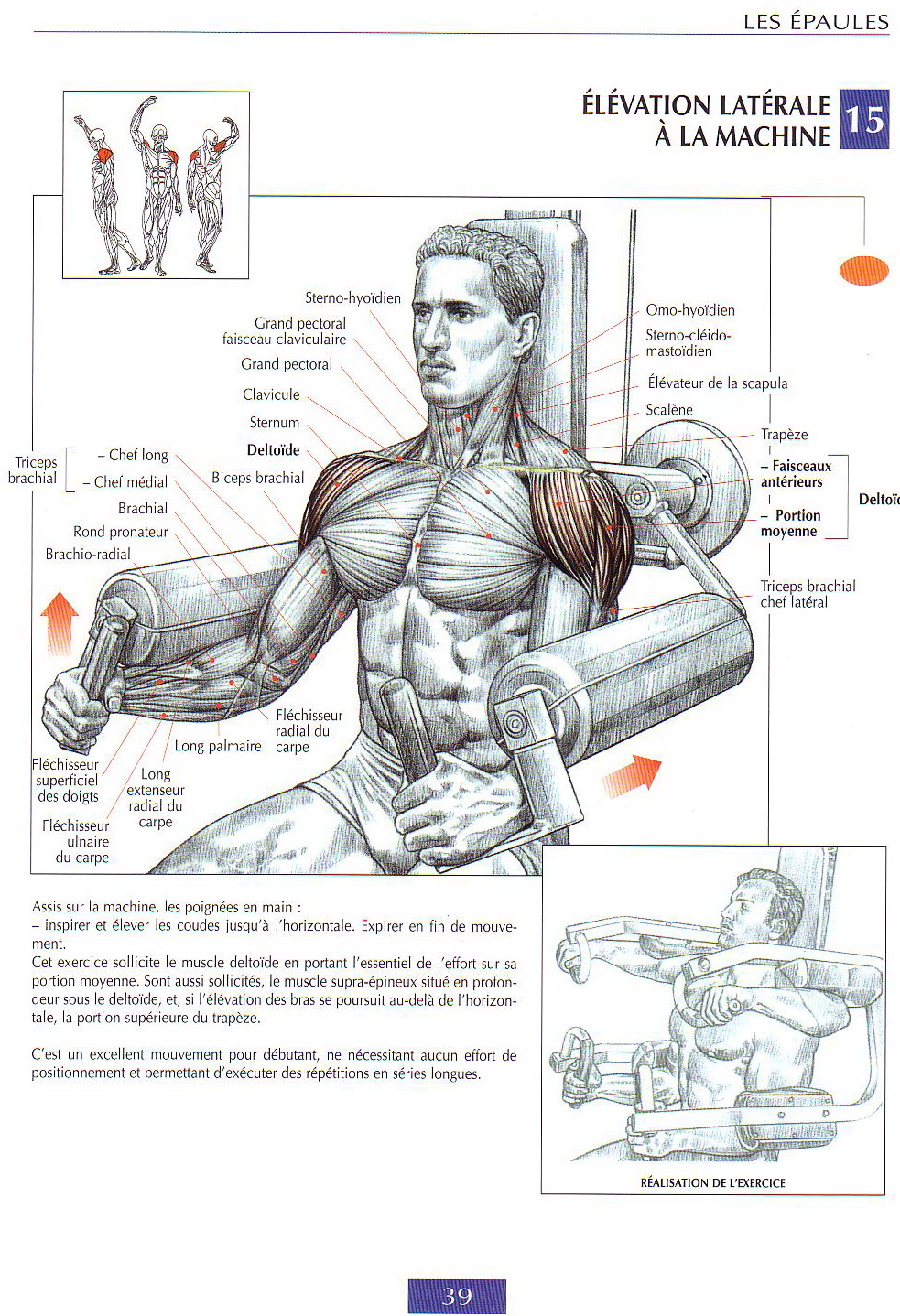 shoulders best exercices | guide de musculation