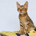 Please adopt this kitten and I'll make a RO 100 donation to Omani Paws