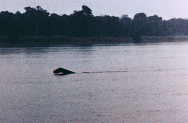 This #Friday we take a look at the Mokele-Mbembe! (Pic source: Wide Open  Spaces) #GraveYard #podcast #mokelembembe #cryptozoology #cryptid…