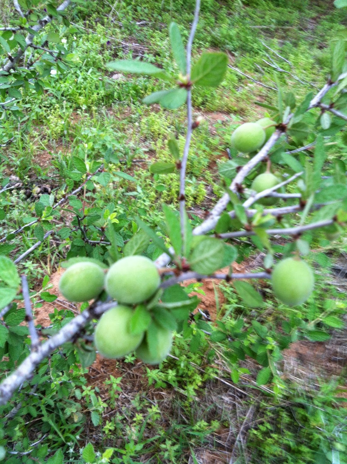 Woods Roamer Duraznillo South Texas Wild Peach