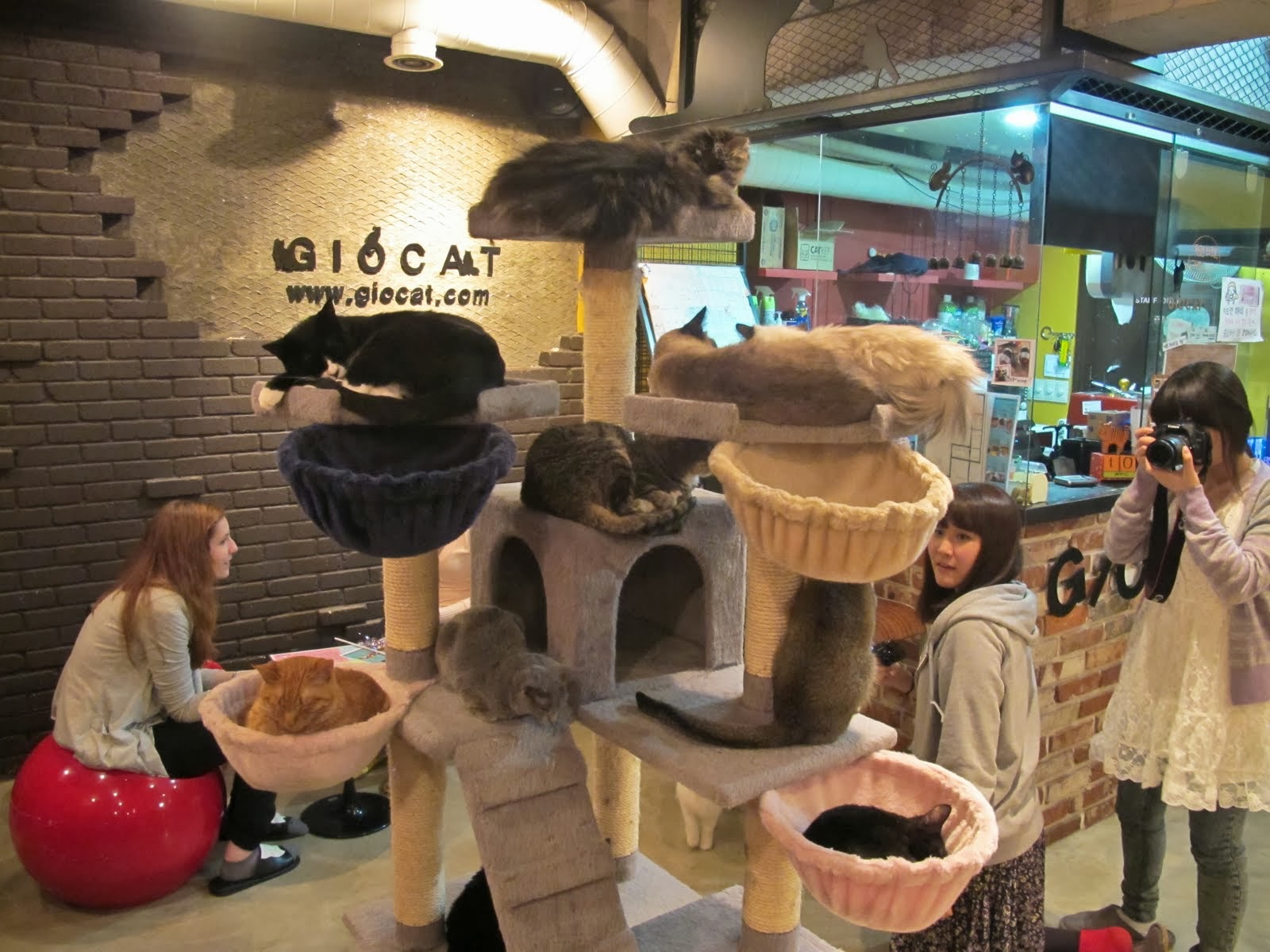 Voordierenblogger De exploitatie van katten in katten cafés voor de