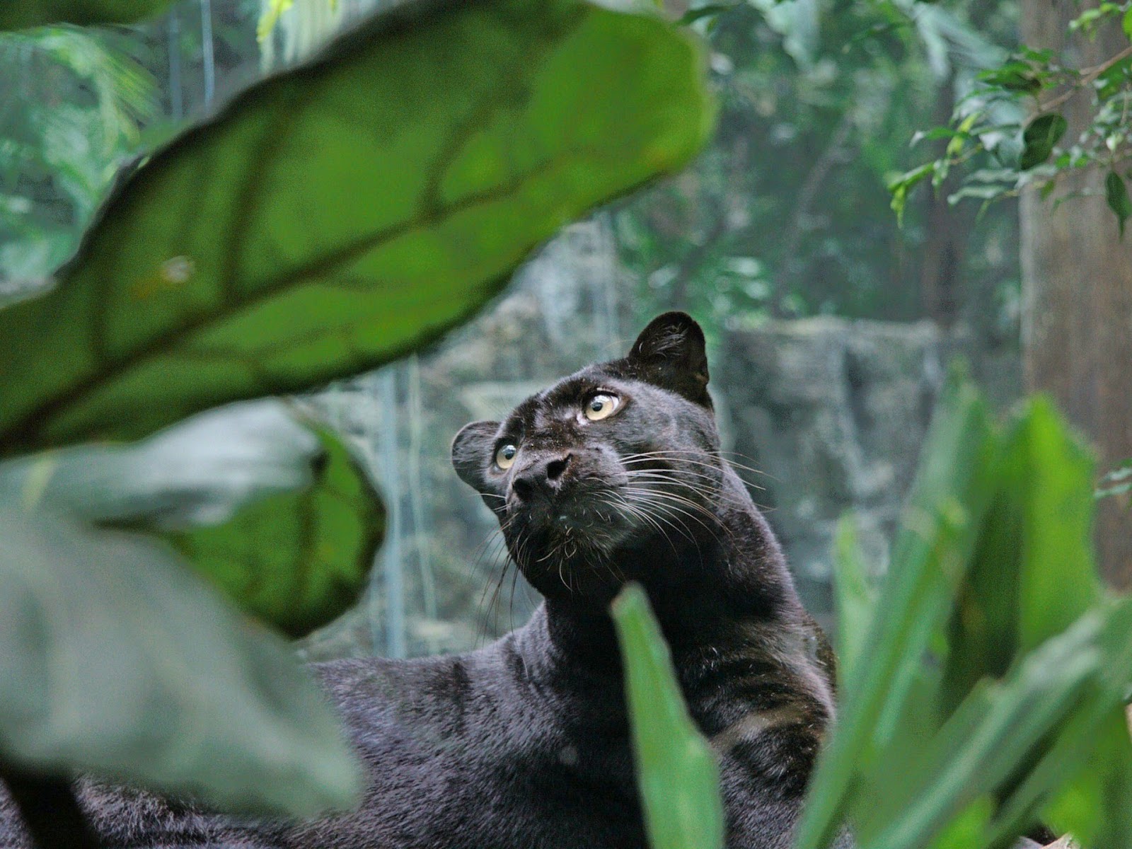 Desktop HD Wallpapers Free Downloads: Angry Black panther hd wallpapers