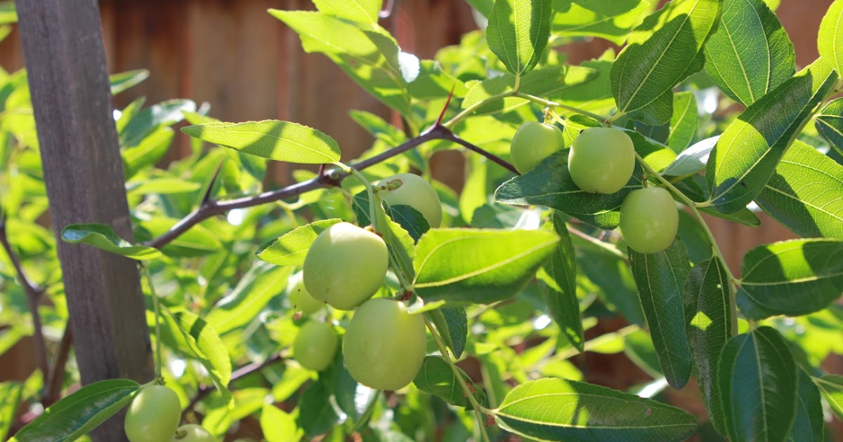 Troy Urban Farming Initiative Cold Hardy Fruit Trees for Gardening in
