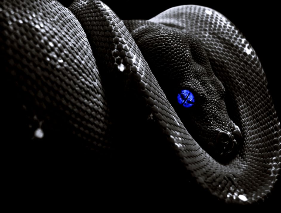Black Snakes HD Wallpapers Black Snakes HD Wallpapers