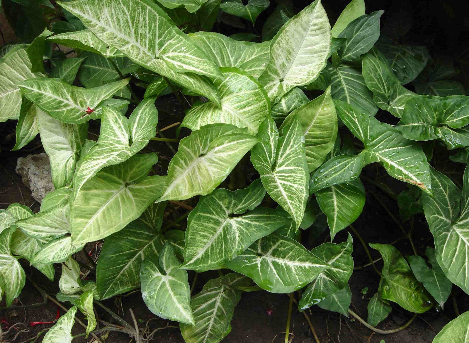 easy to grow plants houseplants kinds of ornamental plants easy to grow plants houseplants kinds of ornamental plants