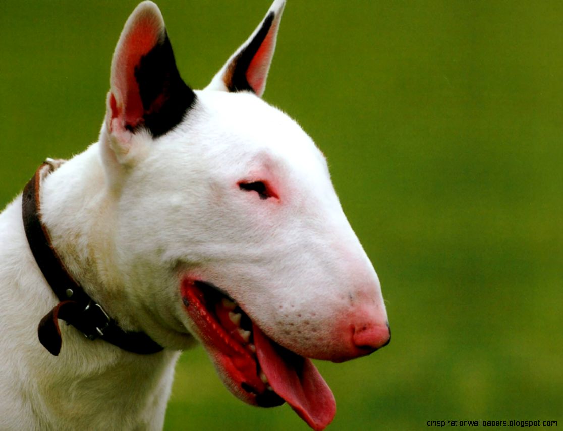 Bull Terrier Puppies Bull Terrier Puppies