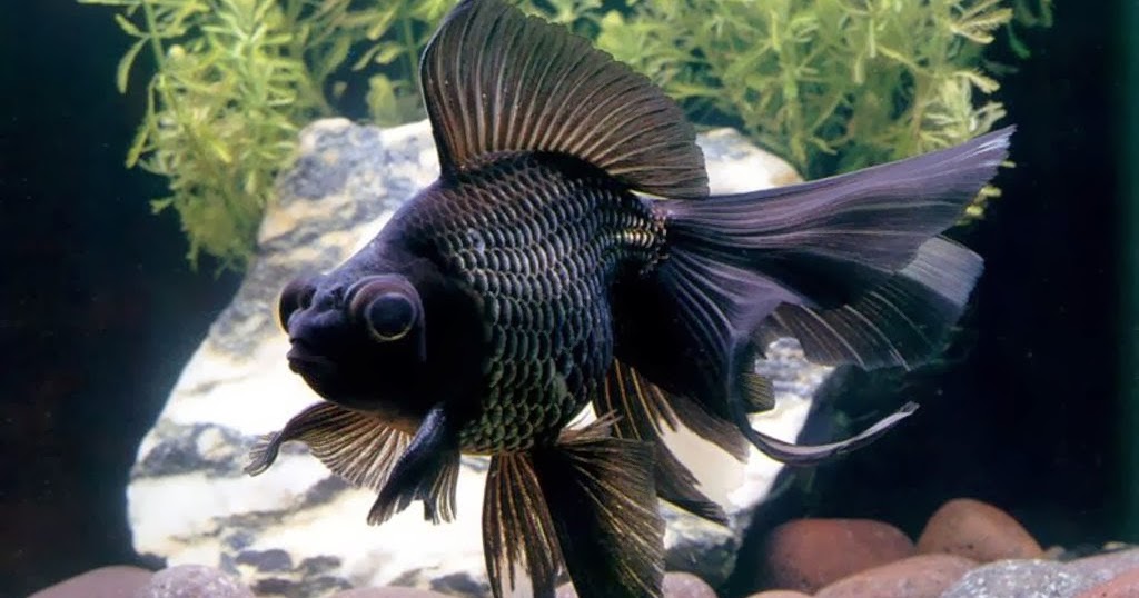 black moor telescope goldfish black moor telescope goldfish
