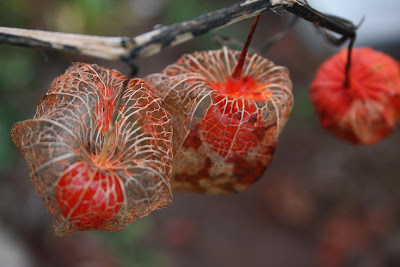 chinese lanterns