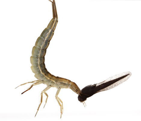 Kultur Und Tiere Aus Der Ganzen Welt Plattbauch