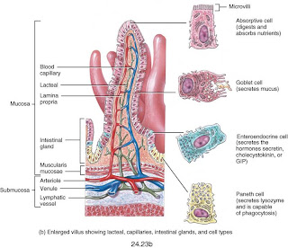 My Biomedical Notebook: Digestive System