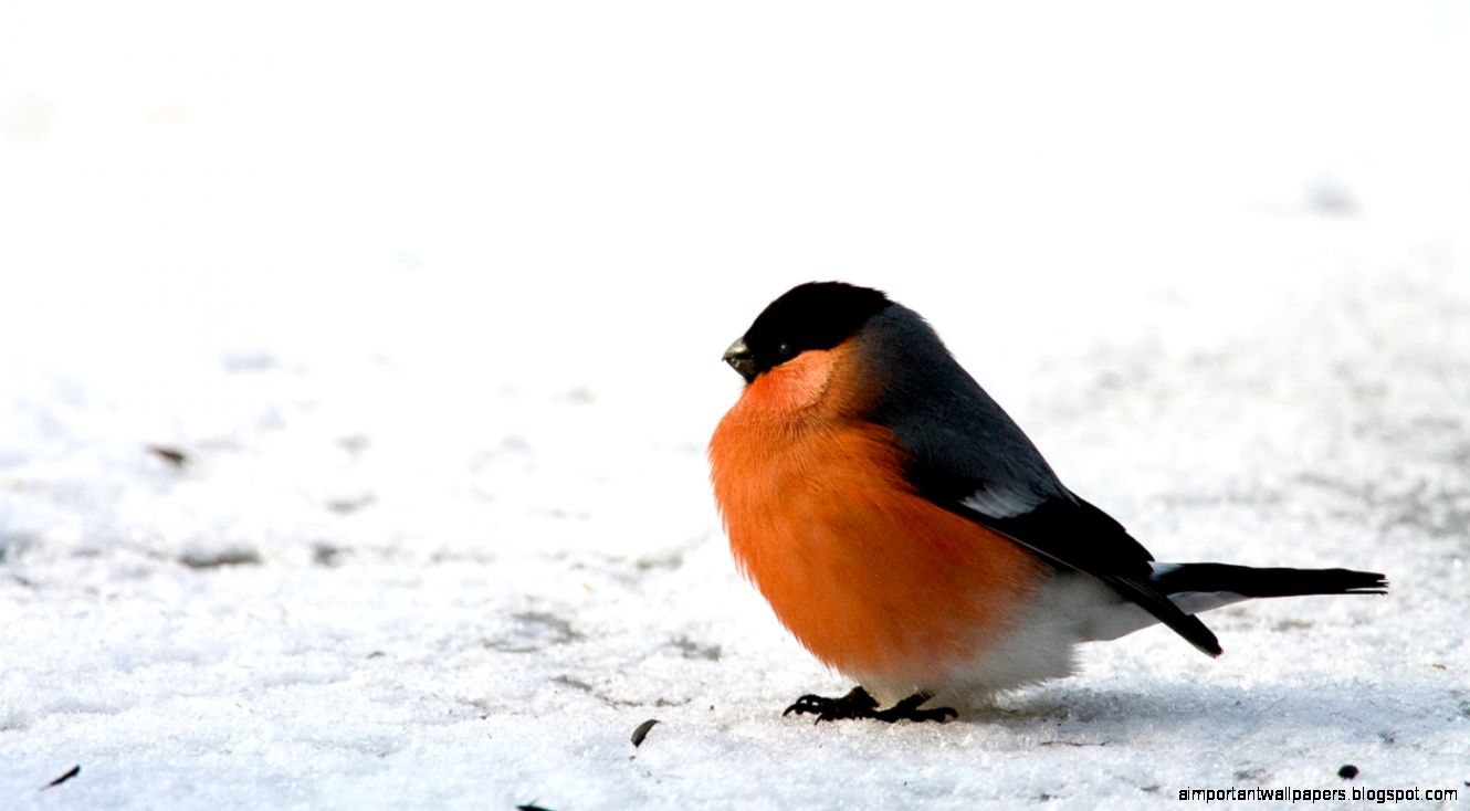 Bullfinch profile by mv79 on DeviantArt Bullfinch profile by mv79 on DeviantArt