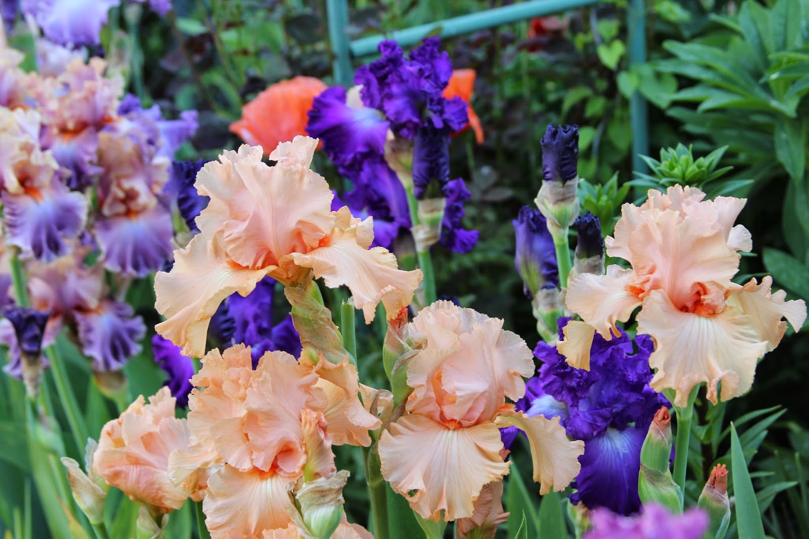 World of Irises "Talking Irises" COLOR COORDINATING YOUR IRIS BEDS