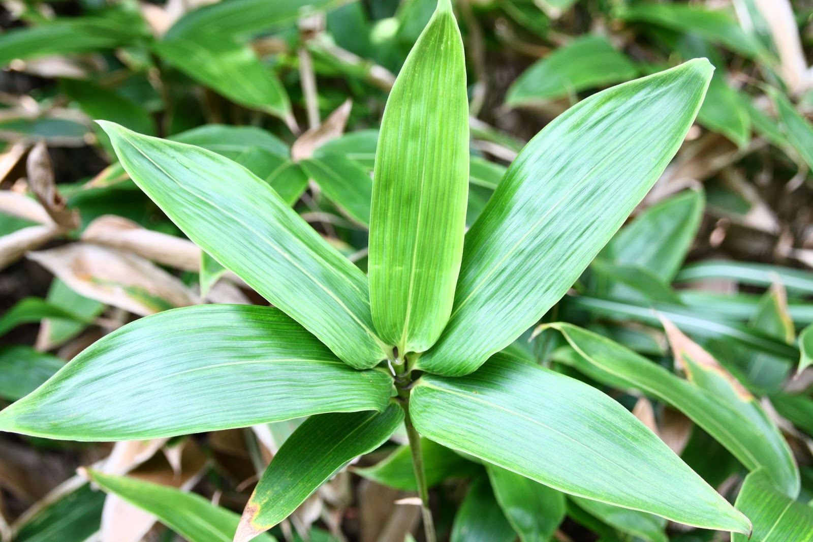 Korean teaIDO Bamboo Tea, Your Mind Will Calm Down As If You Are