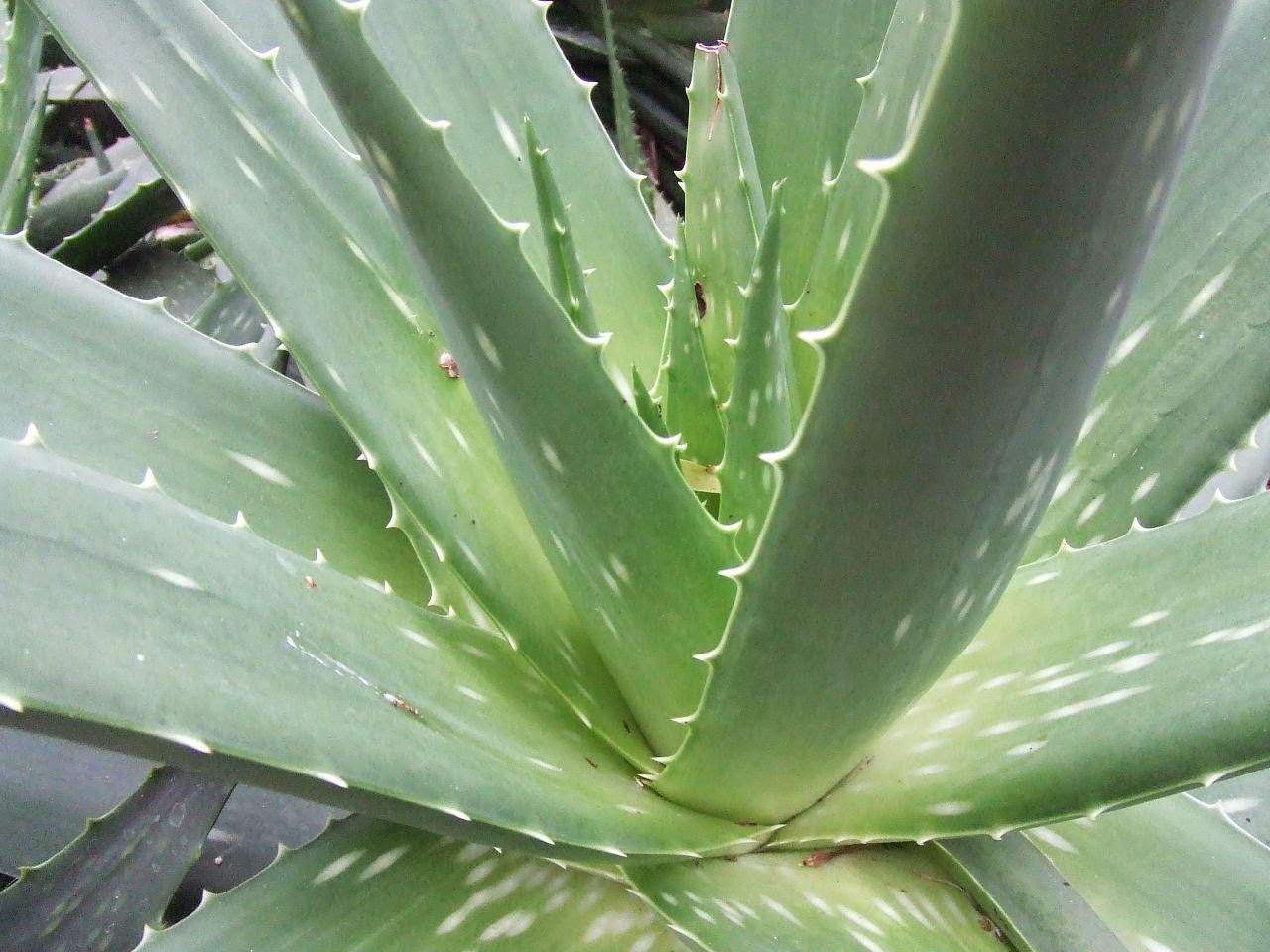 Aloe Vera The Queen Of The Medicinal Herbs Natural And Healthy Life