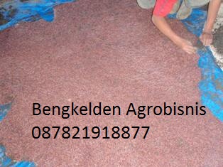 CACING LUMBRICUS RUBELLUS: JUAL BIBIT CACING LUMBRICUS RUBELLUS, AFRICA