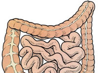 Colon Diagram Colon Diagram