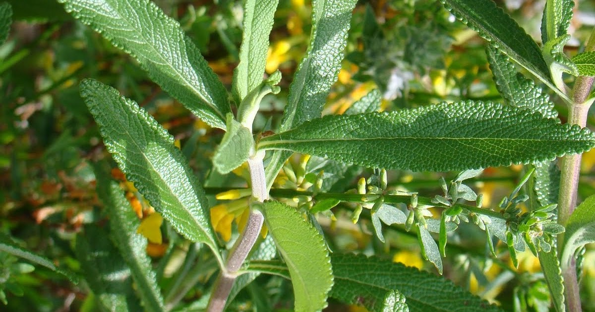 Leaves of Plants Black Sage