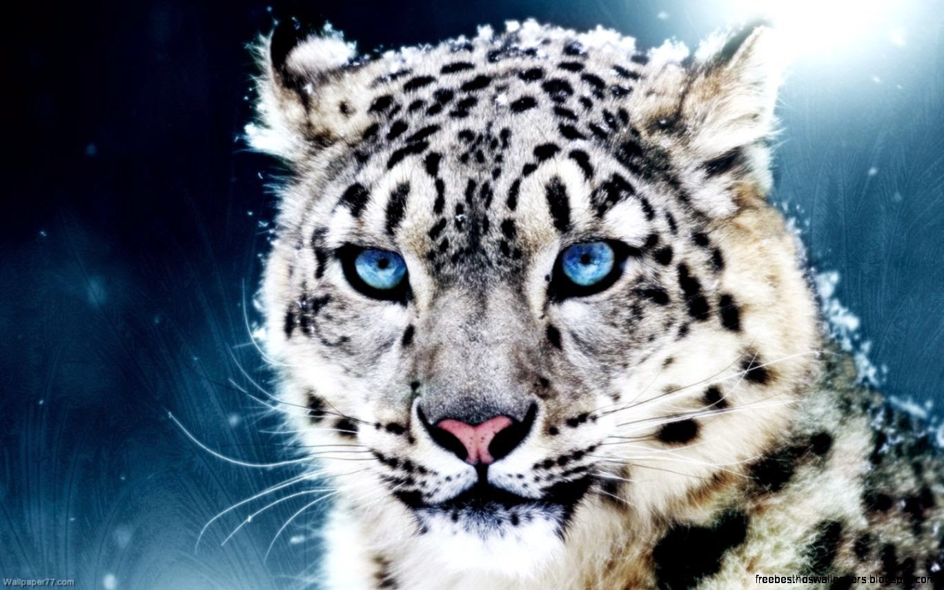Snow Leopard 1440x900 pixels Wallpapers tagged Leopards Snow Leopard 1440x900 pixels Wallpapers tagged Leopards