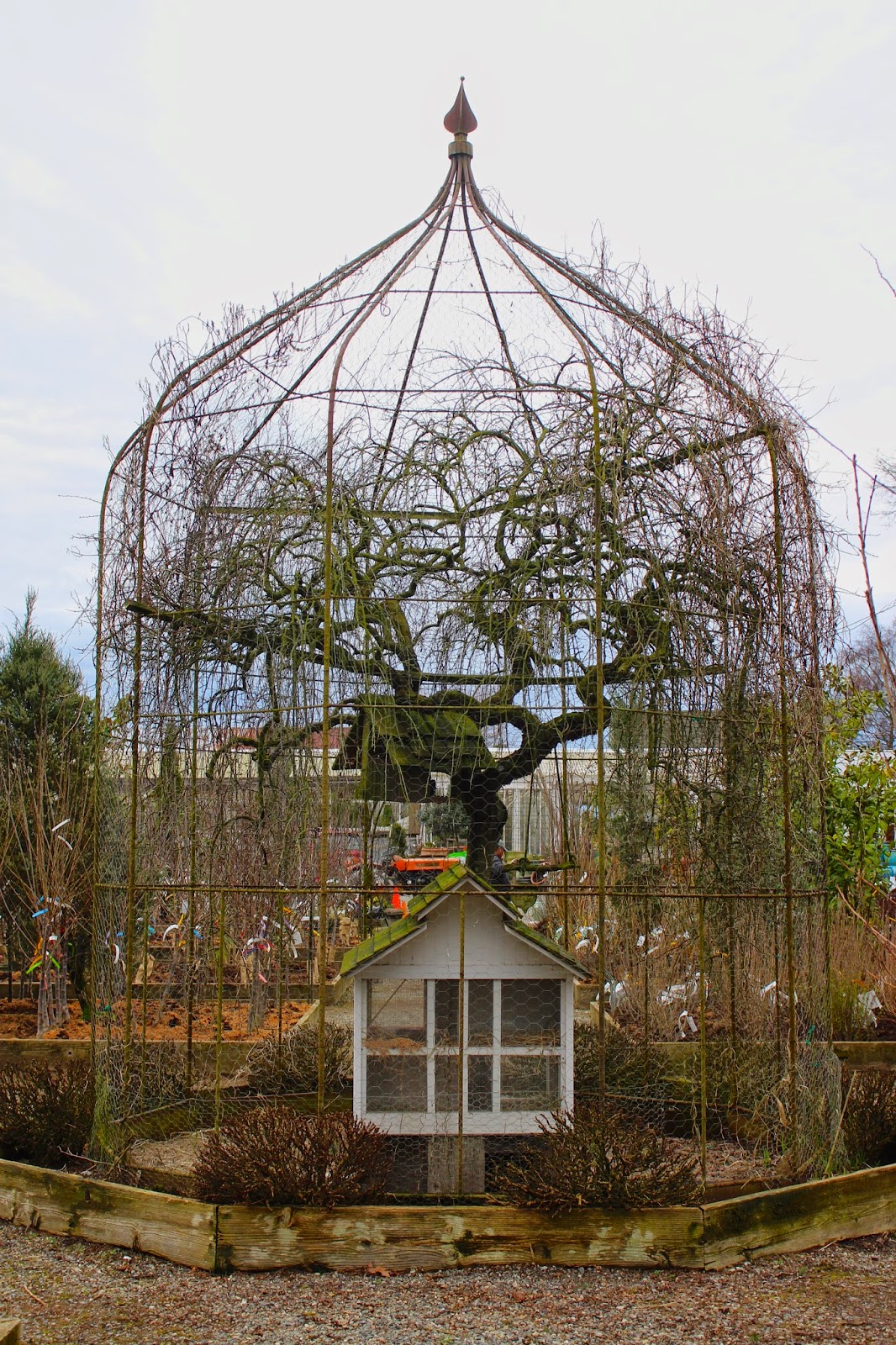 Rooted In Thyme Christianson's Nursery in Mt. Vernon, Washington and