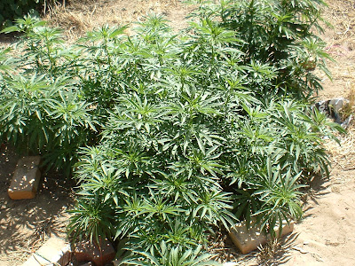 Membros da polícia detidos por venda e consumo de droga em Inhambane