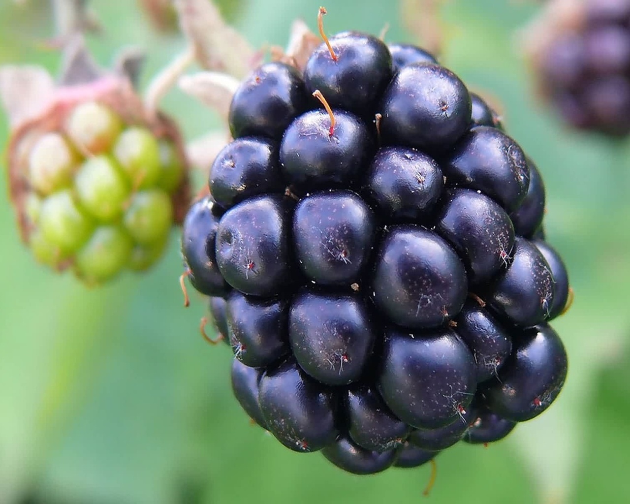 Blog For Healthy 2 Health Benefits of Blackberry