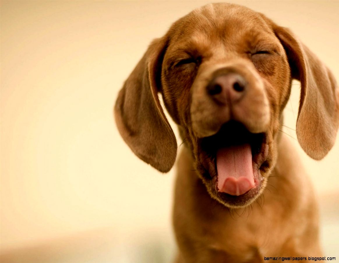 Funny Dog Wallpapers Animals Cute Funny Dog Wallpapers Animals Cute