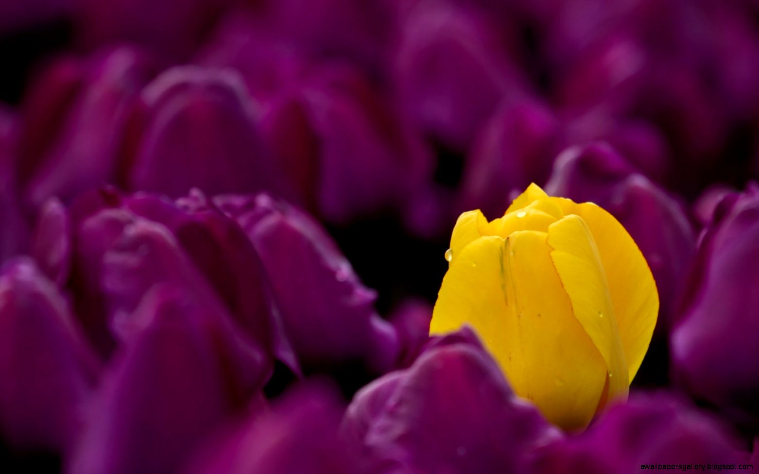 tulips yellow purple dew spring ➳ S P R I N G tulips yellow purple dew spring ➳ S P R I N G