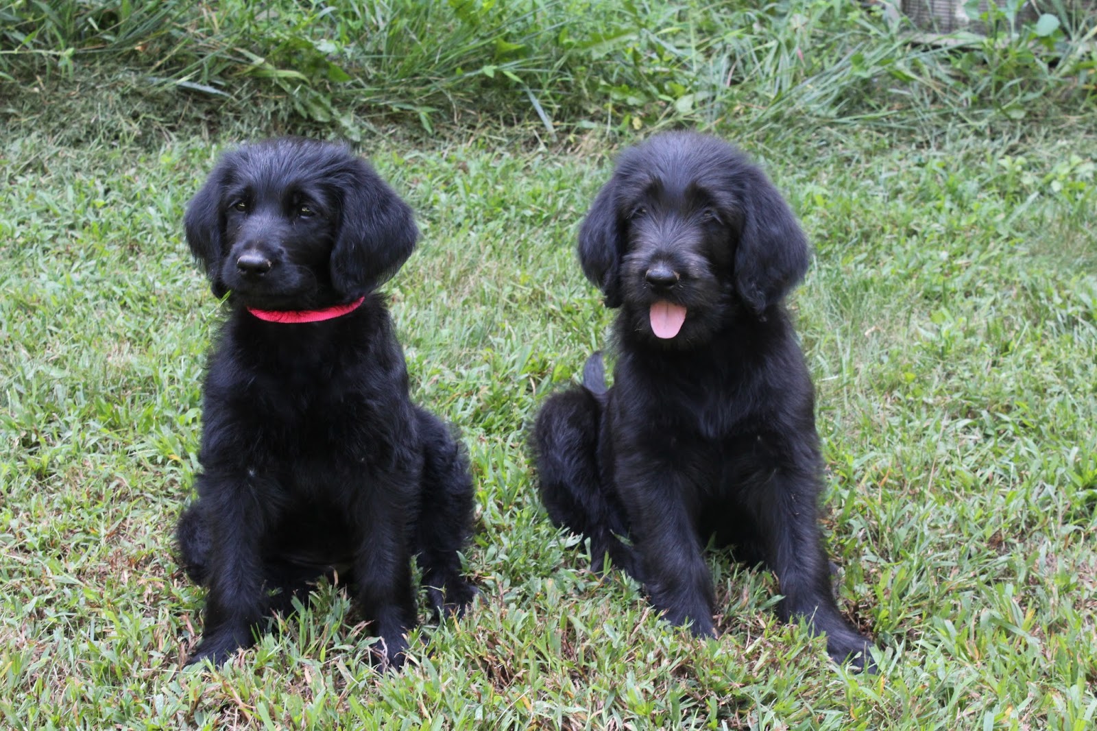 Durhamdoodles Puppies At Work Paw Page