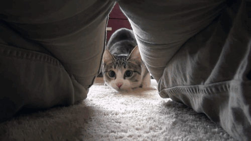 Funny cats - part 95 (40 pics + 10 gifs), cat gifs, cat pouncing camera