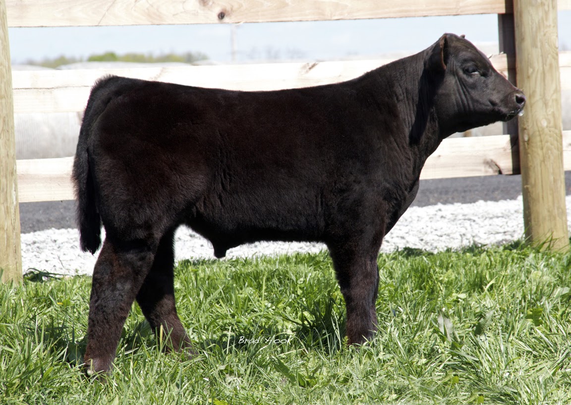 Trausch Farms Awesome Eye Candy Bull Calves Selling